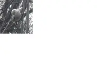 1.webp