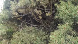 DSCF1017.webp