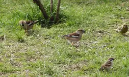 Kernb, spatz, grünfink+.webp
