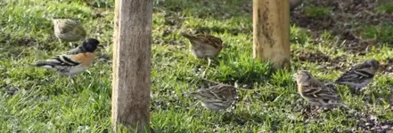 vögel und Bergfink.webp
