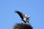 storch sorgt für nachwuchs.jpg