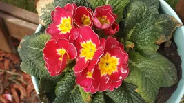 DSCF0973.webp
