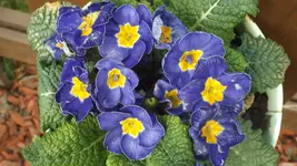 DSCF0975.webp