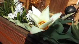 DSCF1032.webp