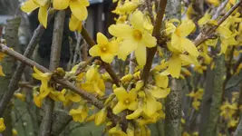DSCF0985.webp