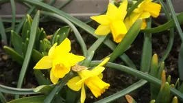 DSCF0993.webp