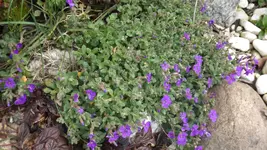 DSCF0990.webp