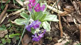 DSCF1003.webp