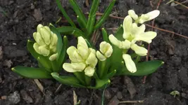 DSCF1011.webp