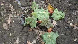 DSCF1001.webp