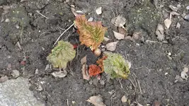 DSCF1002.webp