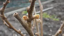 DSCF0999.webp