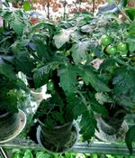 DSCN4935.3.webp