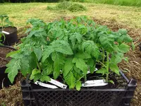 tomate.webp