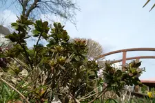 SAM_0474.webp