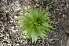 SAM_0481.webp
