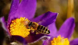 Küchenschelle mit Bienchen.webp