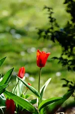 Tulpe.webp