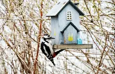 Specht an Vogelhaus.webp