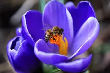 Biene.webp