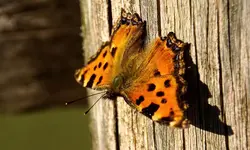C-Falter.webp