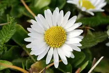 Gänseblümchen.webp