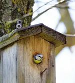 Blaumeise vor Nistkasten.webp