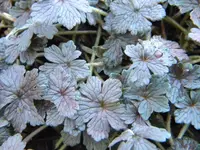 DSCN7423.webp