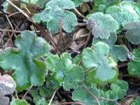 DSCN7425.webp