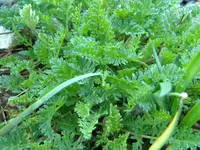 DSCN7424.webp