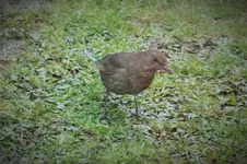 DSCF0483 (2).webp