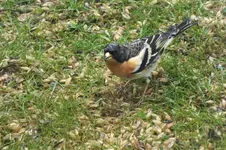DSCF0488.webp