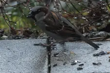 DSCF0493.webp