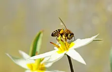 Biene an Wildtulpe.webp