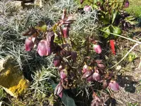 BILD3783.webp
