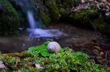 46.webp