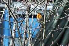 DSCF0494 (2).webp