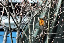 DSCF0496 (2).webp
