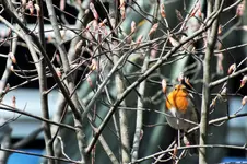 DSCF0497 (2).webp