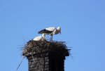 storch beringt.jpg