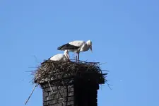 storch beringt.webp