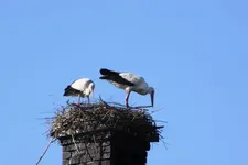 störch richten nest.webp