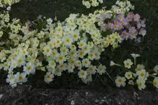DSCF0513.webp