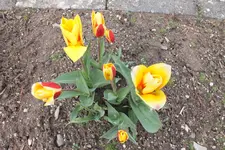 DSCF0527.webp
