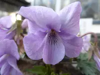P1310261.webp