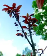 Blutpflaume Früchte.webp