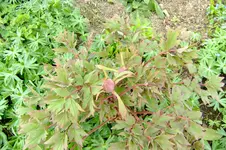 DSCF2640.webp