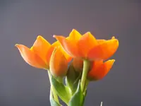 100_5804.webp