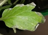blatt4.webp