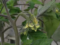 DSCF3723.webp
